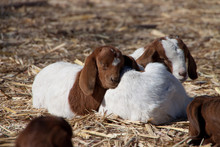 Goats Resting On Field