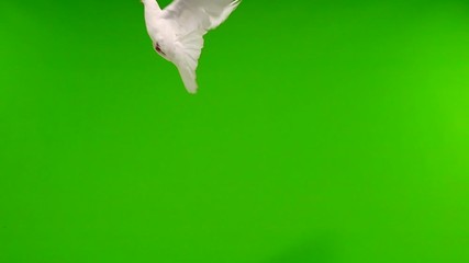 Poster - Flying pigeons in an isolated green screen. slow motion