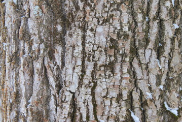 Wall Mural - Old gray cracked wood bark texture. Tree trunk.