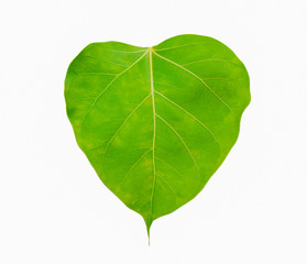 Wall Mural - Bodhi leaves with the sun shining from the back