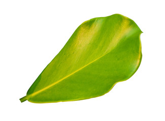 Wall Mural - Green leaf isolated on white background with clipping path