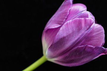 Wall Mural - Close up of one purple pink tulip flower on the black nackground.