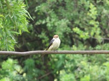 Bird Perching On Metal Against Trees