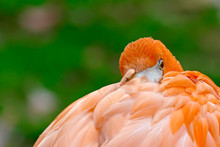 Side View Of Flamingo Preening