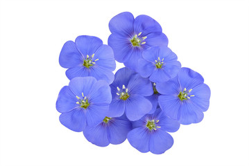 Wall Mural - Isolated blue perennial flax flowers on a white background