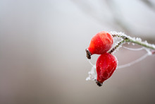 Close-Up Of Rose Hips During Winter