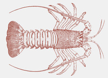 California Spiny Lobster Panulirus Interruptus From The Eastern Pacific Ocean