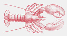 American Lobster Homarus Americanus, Delicious Seafood From The Atlantic Coast Of The United States