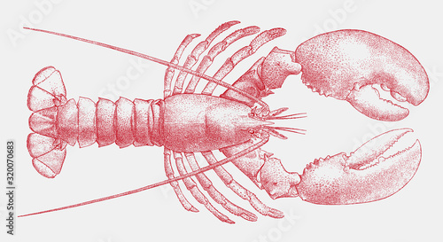 Fotografía American lobster, homarus americanus, the popular seafood from the Atlantic coas