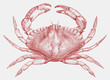 Red rock crab cancer productus from the west coast of North America