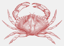 Red rock crab cancer productus from the west coast of North America