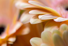 Close-up Of A Gerbera Flower. Macrophotography Of Gerbera Leaves. Beautiful Backdrops For Greeting Card