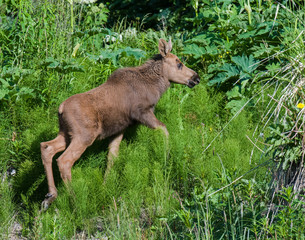 Alaskan Moose calf