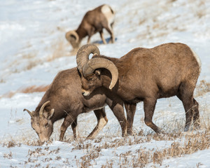 Poster - Bighorn Sheep in the Badlands during winter