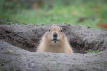  Portrait Of A Cute Prairie Dog, Genus Cynomys, In A Zoo