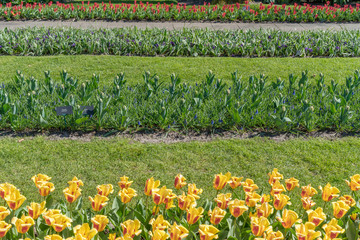 Wall Mural - Spring flowers - tulips, muscari planted in even stripes.