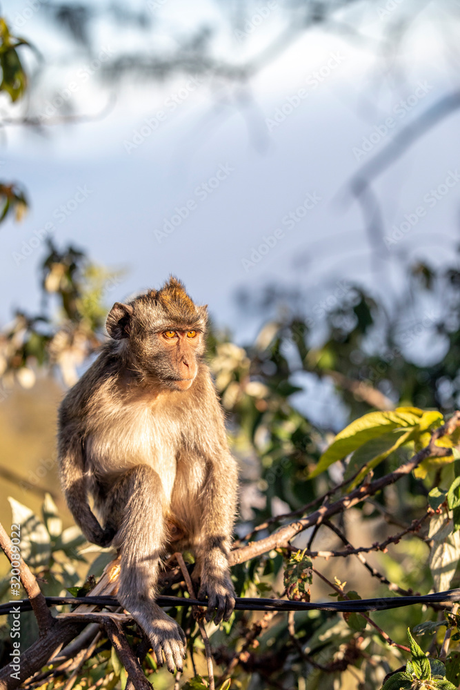 Java Monkey Baby Java, Indonesia - July 27, 2019: Javanese long-tailed monkey (Macaca ...