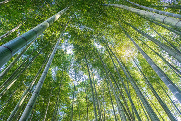 Arashiyama Bamboo Grove or Sagano Bamboo Forest, is a natural forest of bamboo in Arashiyama, landmark and popular for tourists attractions in Kyoto. Japan