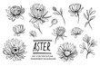 Set of aster flowers. Hand drawn outline converted to vector