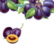 Watercolor illustrations with plums isolated on the white background: fruits, branch and leaves