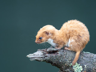 weasel or least weasel (mustela nivalis)