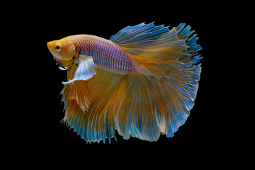 Wall Mural - Isolated yellow Siamese fighting betta fish with different action of swim on dark background.