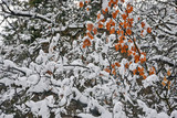 Fototapeta Na ścianę - Snow covered Maple leaves - Lone Peak Wilderness, Utah