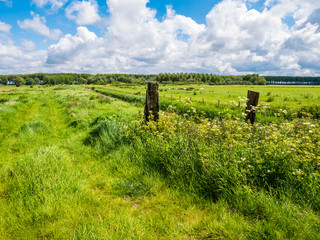 Wall Mural - Landscape with green fields in polder near Damme in West Flanders, Belgium