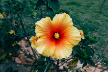 A Yellow Blossom, Which Becomes Redder And Redder Towards The Middle