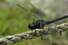 Macro Shot Of Black Dragonfly Perching On String