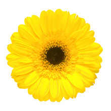 Yellow Gerbera Flower Isolated On White Background. Flat Lay, Top View