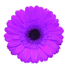 Wall Mural - Dark purple gerbera flower isolated on white background. Flat lay, top view