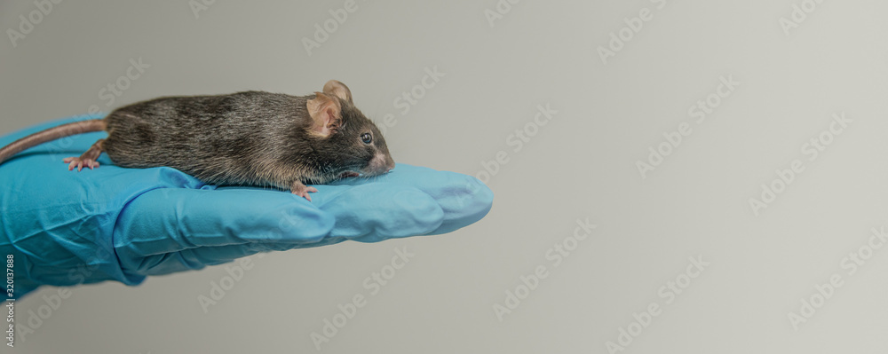 Laboratory black mouse is sitting at a person hand in cool blue glove with homogenous grey background, details, closeup - obrazy, fototapety, plakaty 