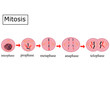 The four Mitosis Phases.Prophase, metaphase, anaphase, and telophase.