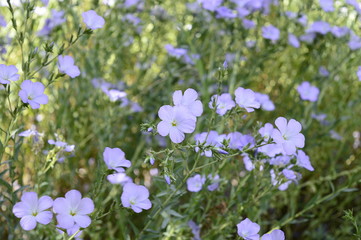 Wall Mural - Closeup linum hirsutum known as downy flax with blurred backgroung in summer garden