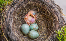 Newborn Baby Blackbird In The Nest. Young Bird Newborn And Eggs In The Nest - Turdus Merula. Common Blackbird