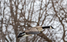 Goose. Canada Goose In Flight.Scene From Wisconsin Natural Area.