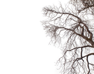 Wall Mural - dry tree branch isolated on white background