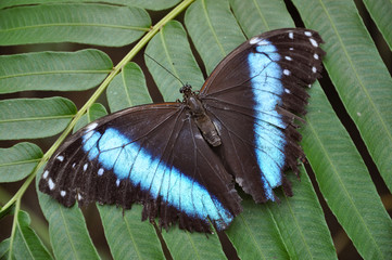 Blue morpho butterfly