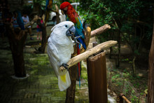 Close-up Of Perched Parrots