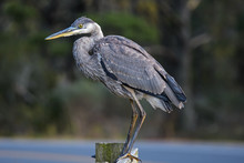A Solitary Great Blue Heron. It Is A Large Wading Bird In The Heron Family Ardeidae, Common Near The Shores Of Open Water And In Wetlands Over Most Of North America And Central America.