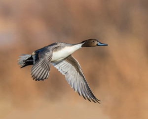 Wall Mural - Northern Pintail Drake in flight