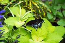 A Beautiful Spicebush Swallowtail Butterfly Resting On A Green Leaf