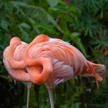 Close-Up Of Flamingos Preening