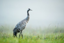 Common Crane Bird (Grus Grus)