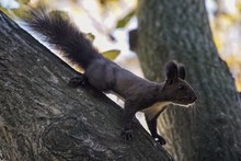 CLOSE-UP OF Black SQUIRREL On Tree
