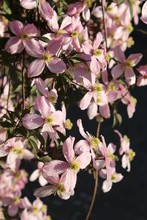 Vertical Closeup Shot Of Beautiful Pink Clematis Montana Rubens Flowers