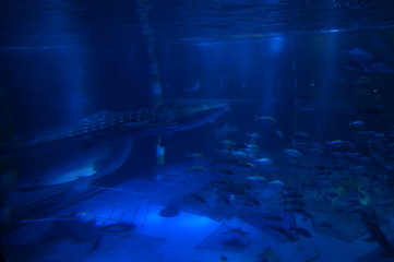 Wall Mural - See whale sharks swimming in the aquarium