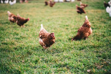 Canvas Print - Beautiful shot of hens in the grass in the fields on a sunny day