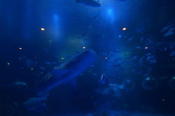  See whale sharks swimming in the aquarium